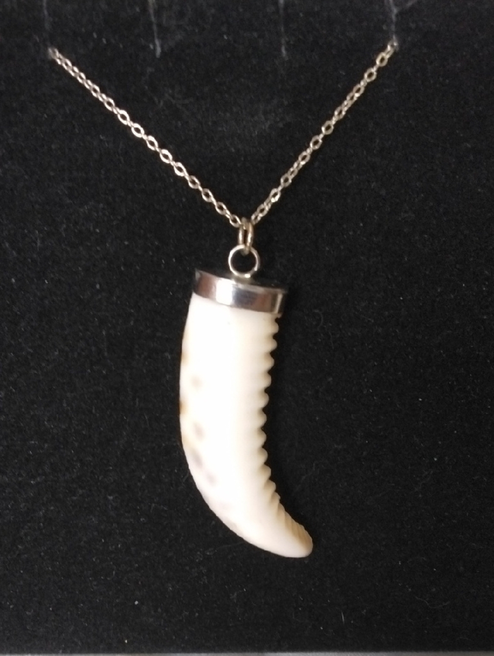 White Tooth Pendant Necklace